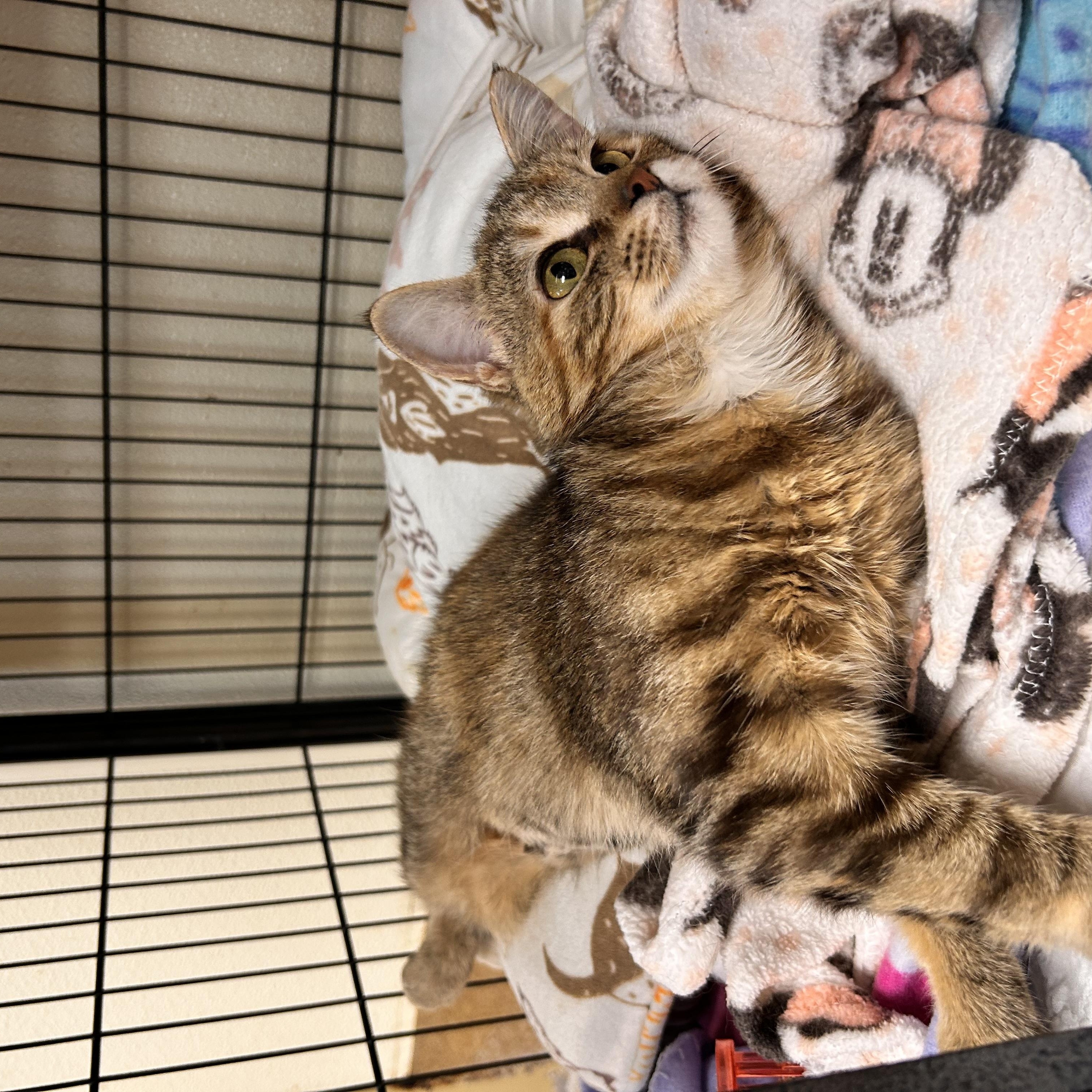 Yuki, an adopted Domestic Short Hair in Myerstown, PA image 2/2
