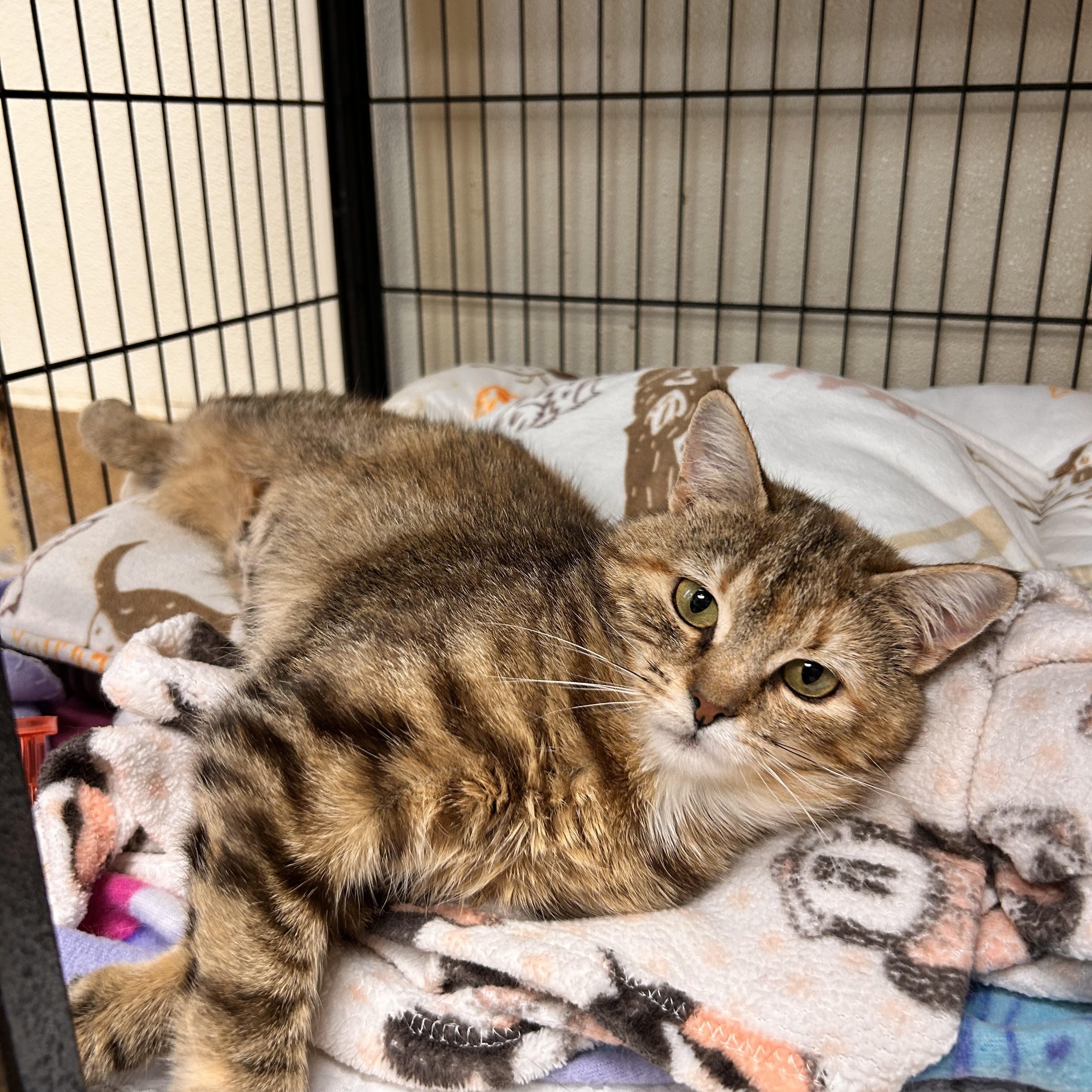 Yuki, adopted, Young Female Domestic Short Hair.