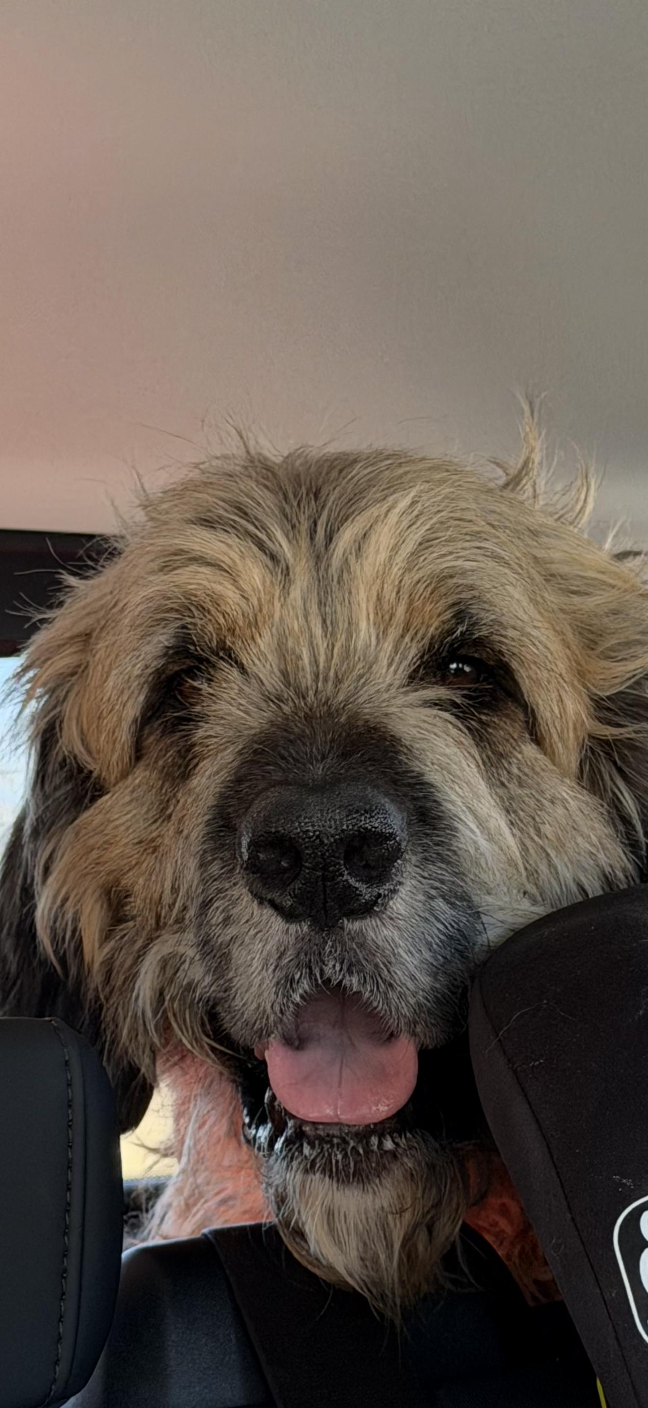 Enlarge Coda, an adoptable mixed breed in Hindsboro, IL image 1/1