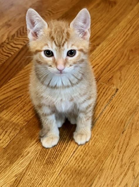 Enlarge Monty, an adopted mixed breed in Annapolis, MD image 1/1