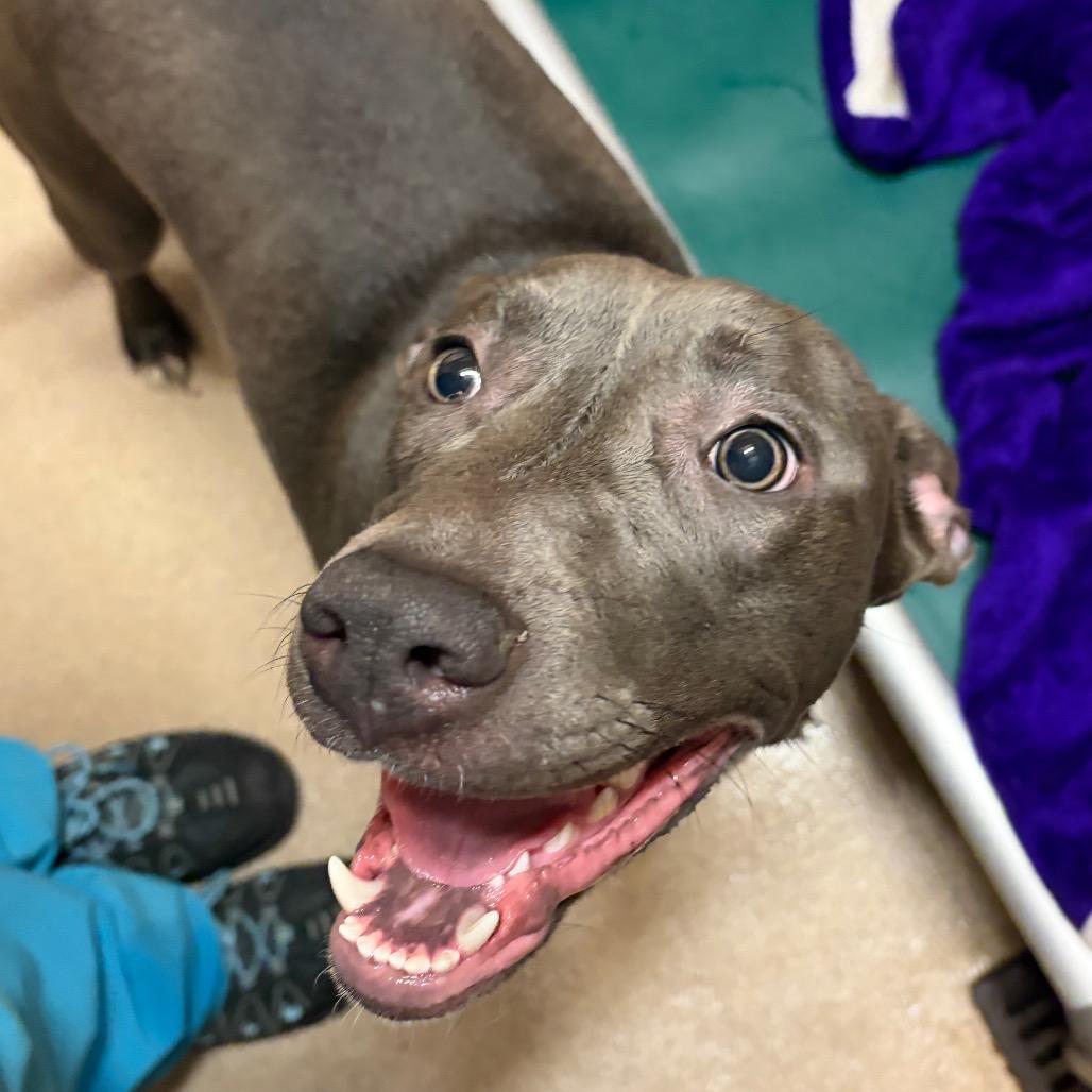 Cleo, Adoptable, Young Female Mixed Breed.