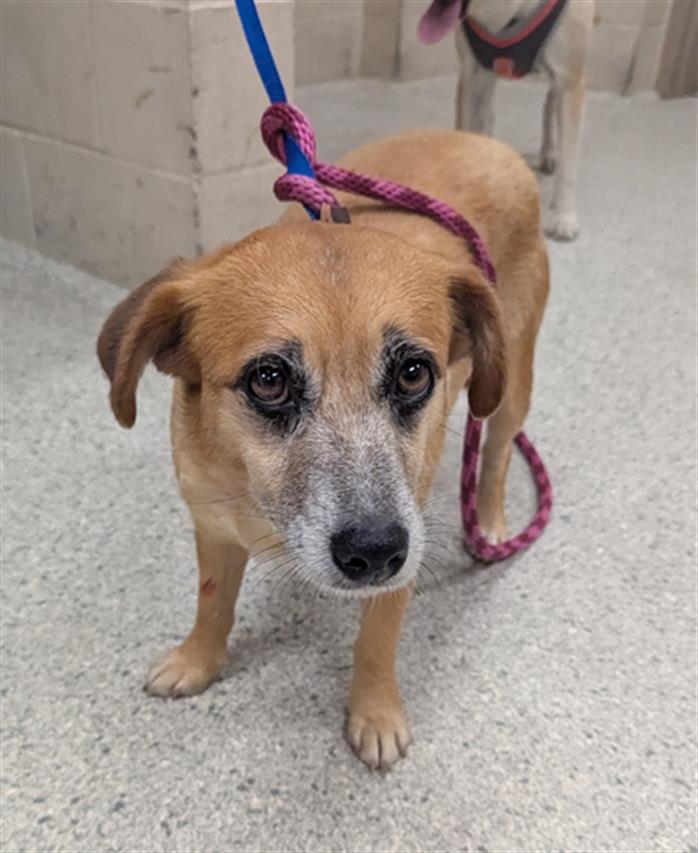 Enlarge SARAH, a Adoptable mixed breed in Conroe, TX image 1/1