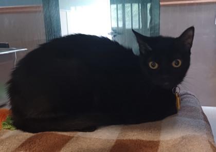 Enlarge Queen Cattywampus, an adopted Domestic Short Hair in Stanwood, WA image 1/1