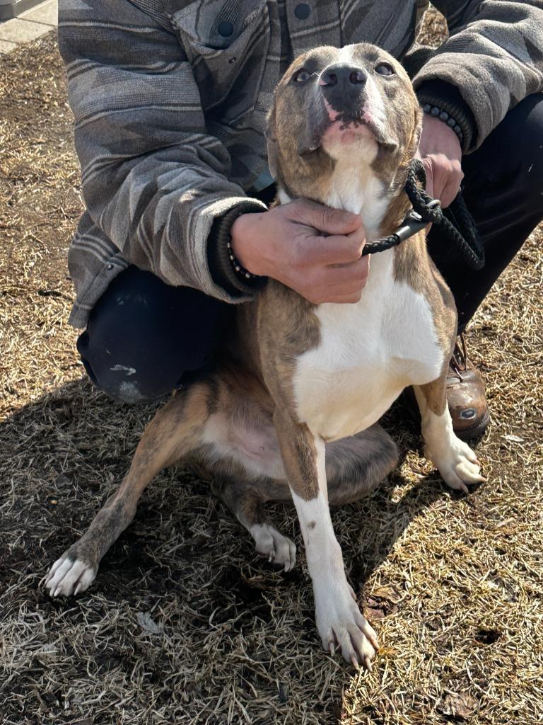 Enlarge Duke, a Adoptable mixed breed in Peru, NY image 1/2