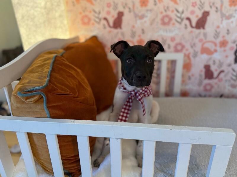 Silas Wrestle King — thumbnail 2