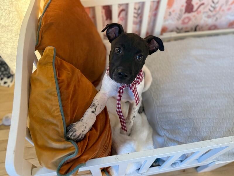 Silas Wrestle King — thumbnail 4