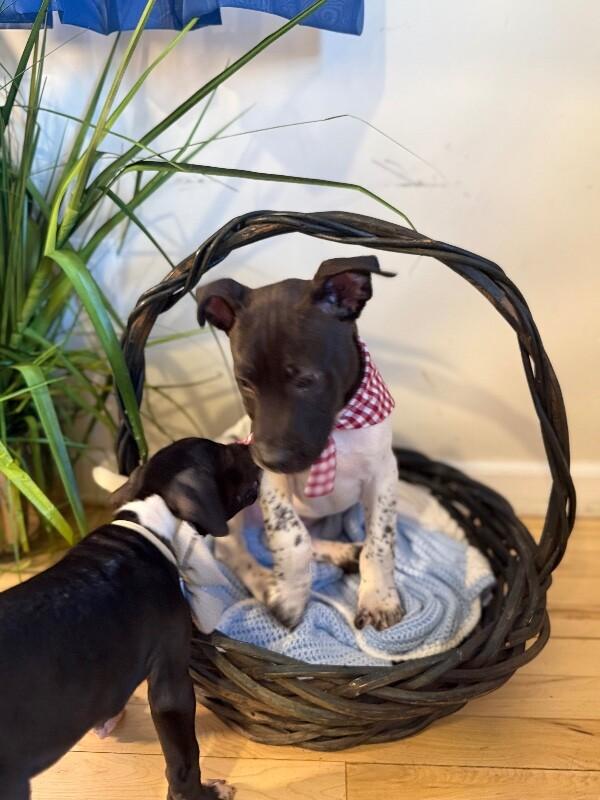 Silas Wrestle King — thumbnail 5