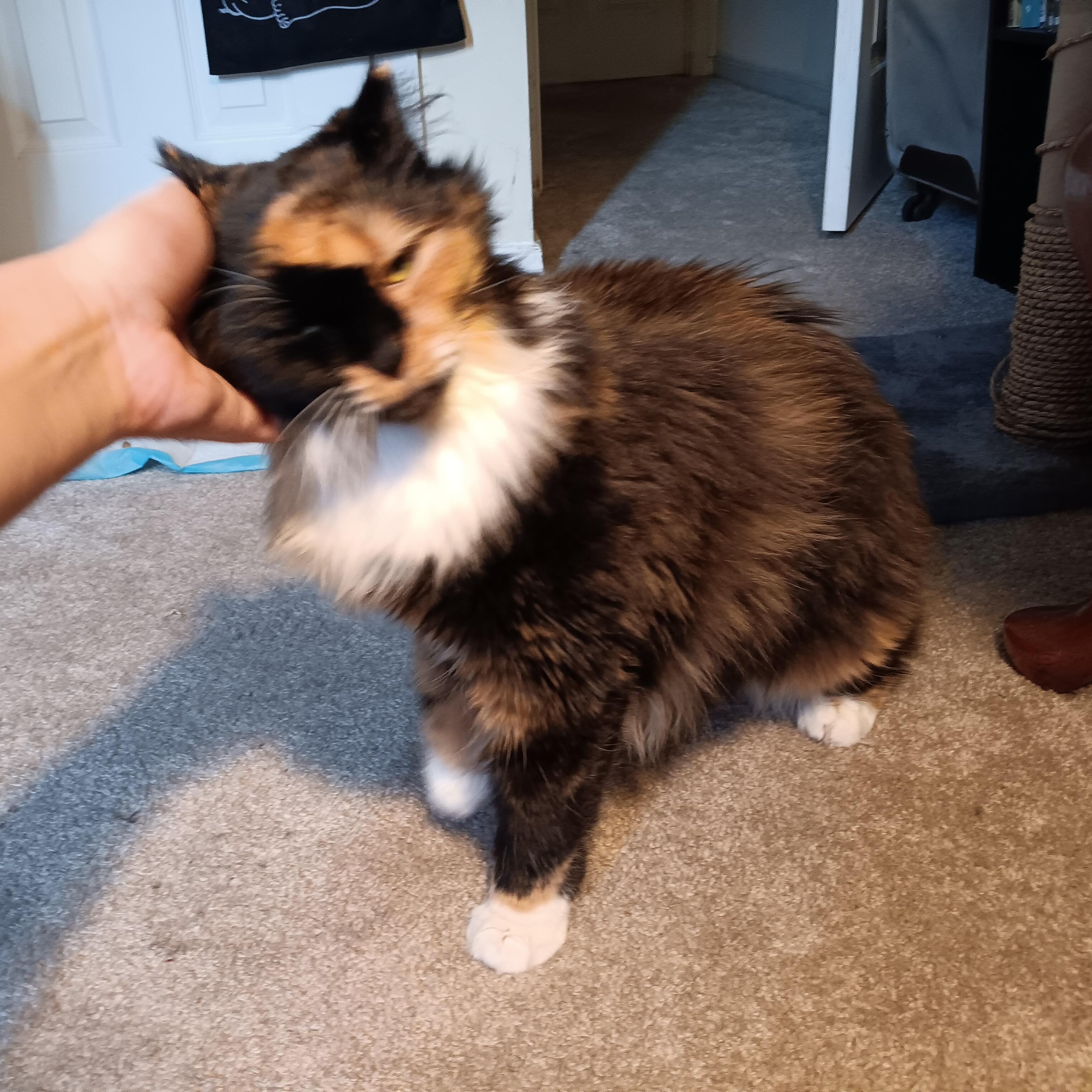 Enlarge Momo, a Adoptable Domestic Long Hair in Richmond, VA image 3/6
