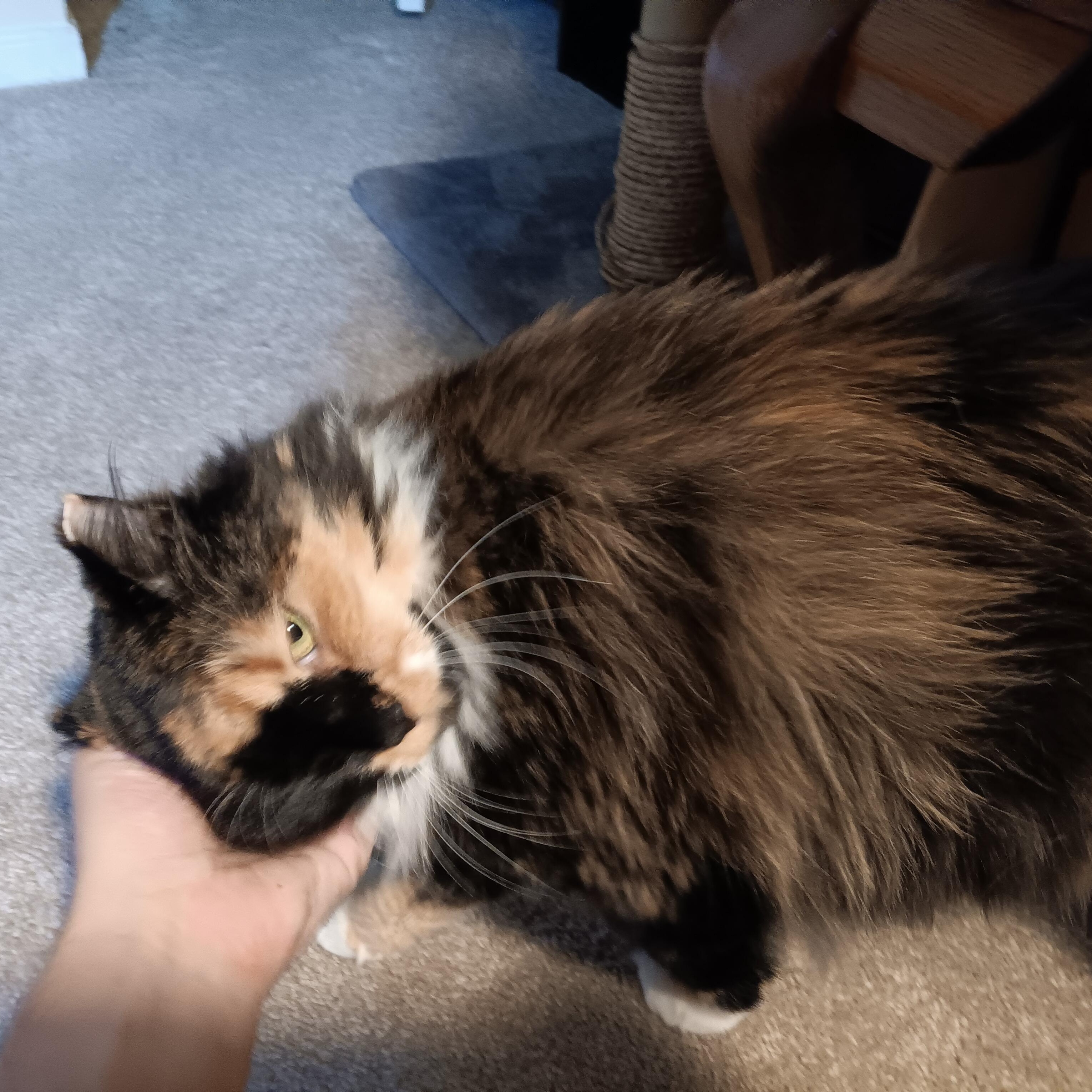 Enlarge Momo, a Adoptable Domestic Long Hair in Richmond, VA image 4/6