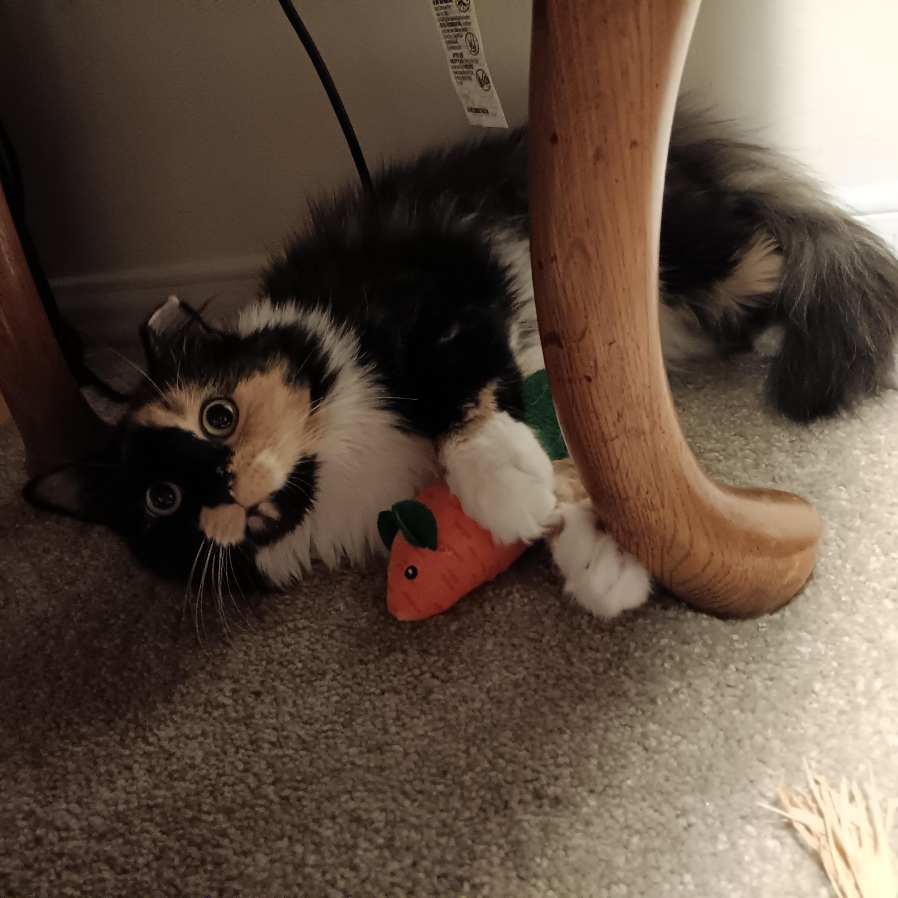 Enlarge Momo, a Adoptable Domestic Long Hair in Richmond, VA image 6/6