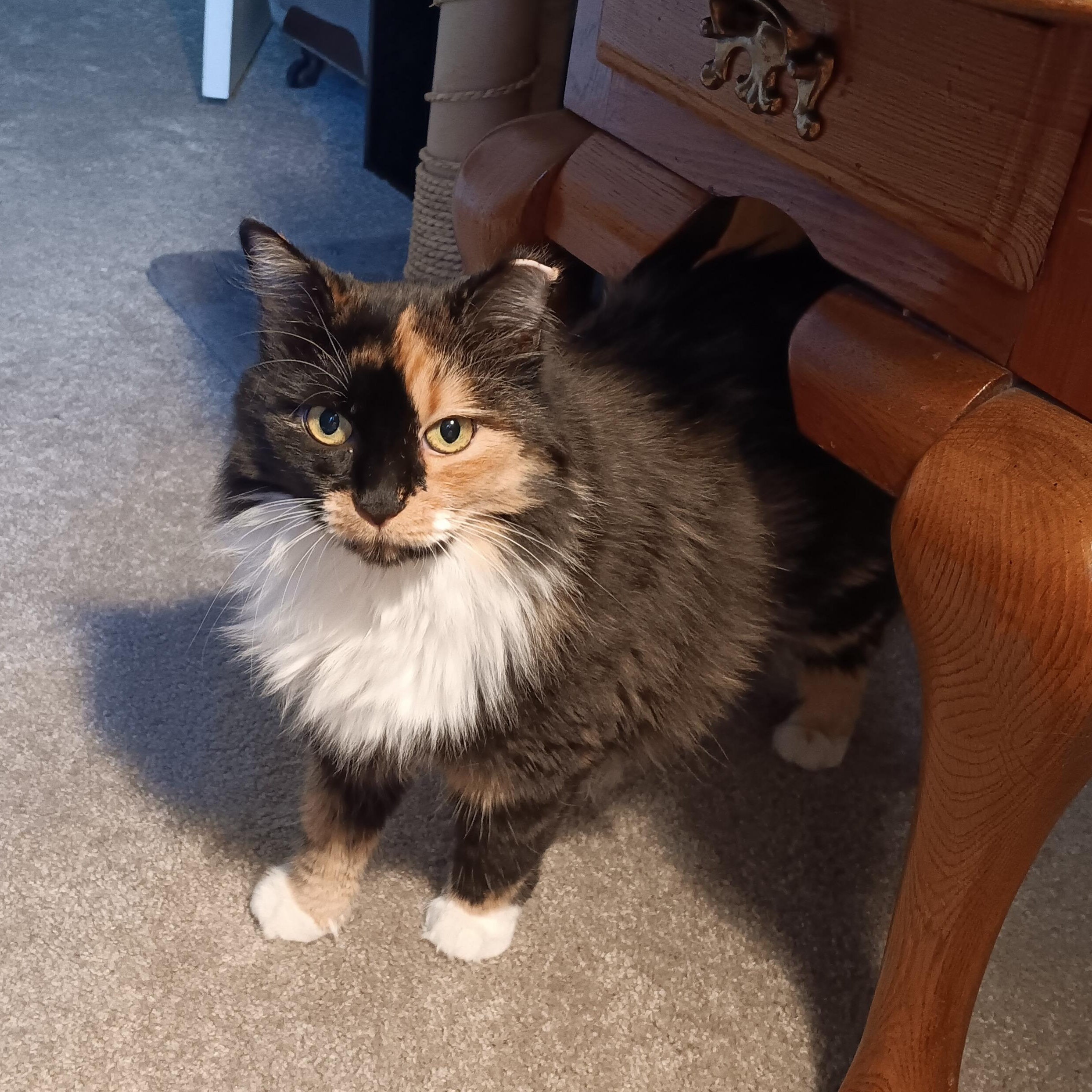 Momo, Adoptable, Young Female Domestic Long Hair.