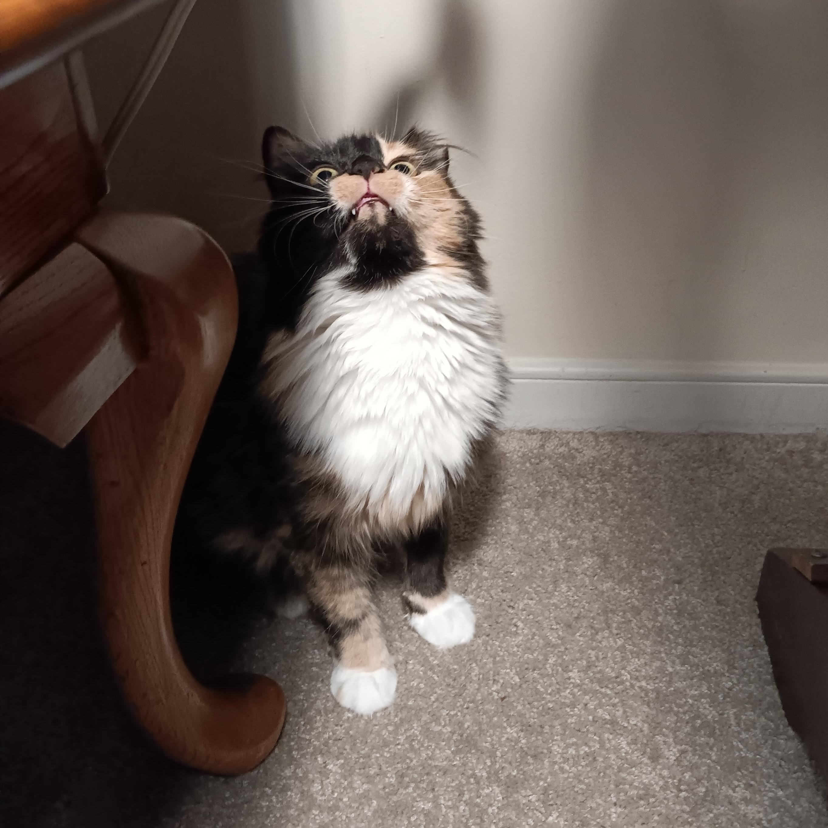 Enlarge Momo, a Adoptable Domestic Long Hair in Richmond, VA image 5/6