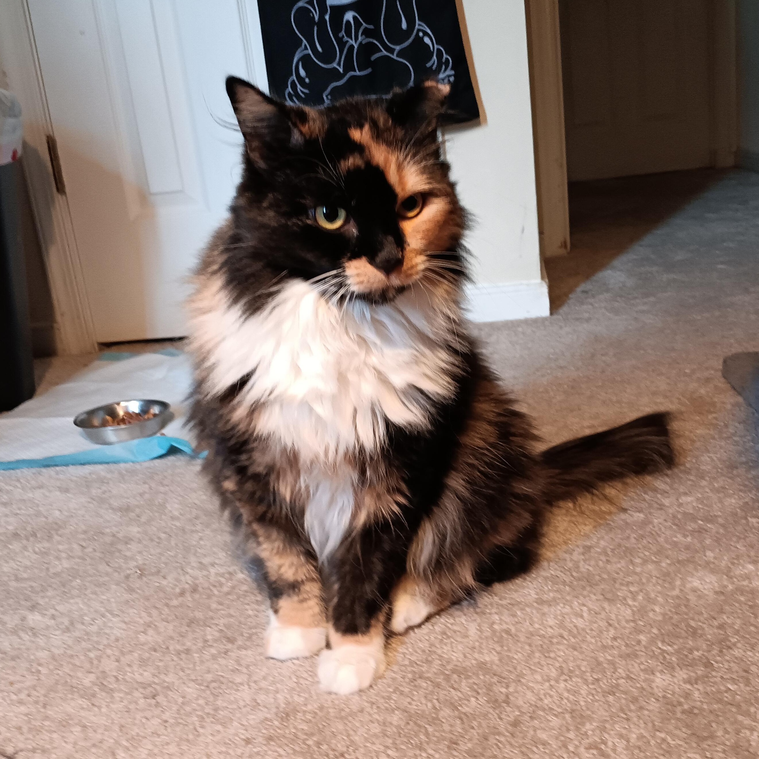 Enlarge Momo, a Adoptable Domestic Long Hair in Richmond, VA image 2/6