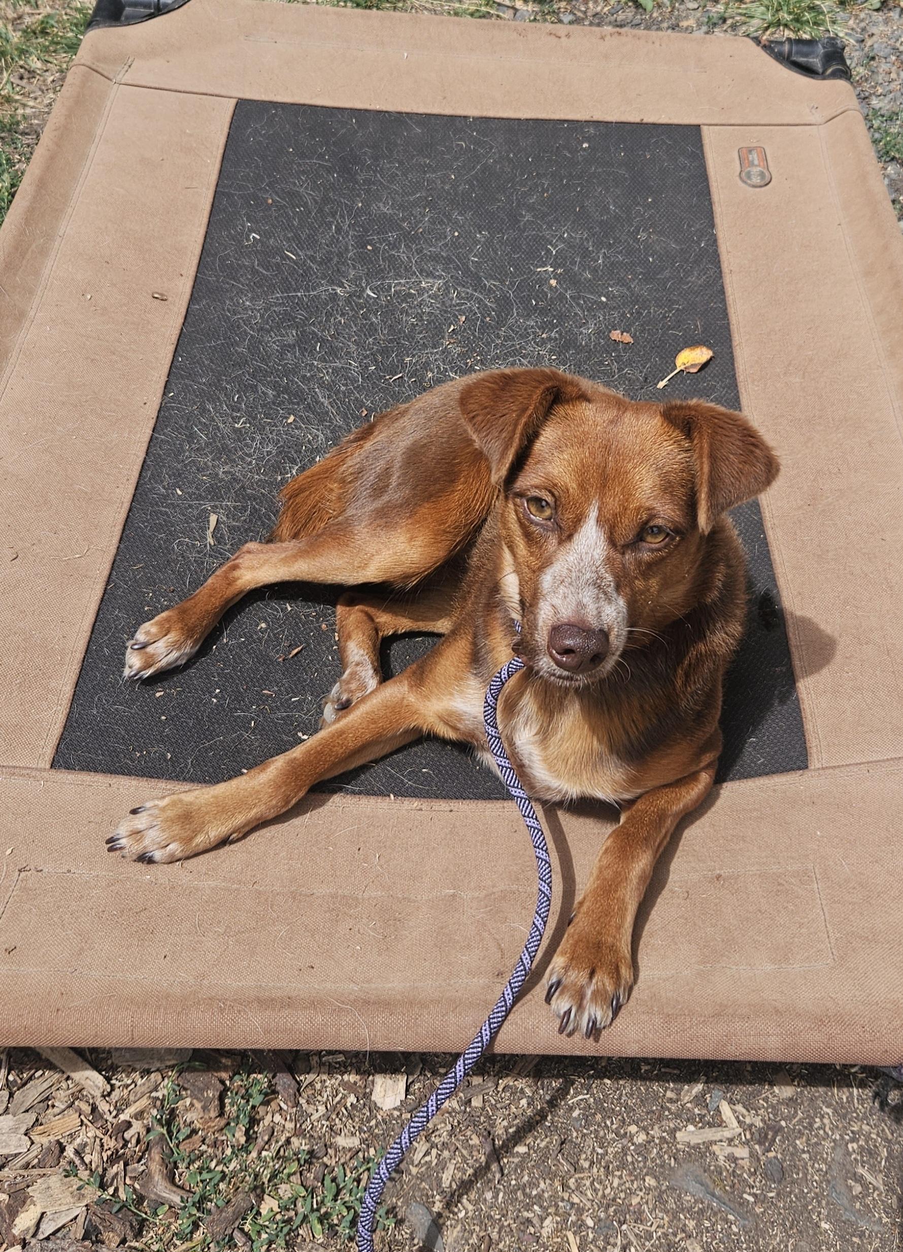 Enlarge Bean, an adopted mixed breed in Junction City, OR image 4/6