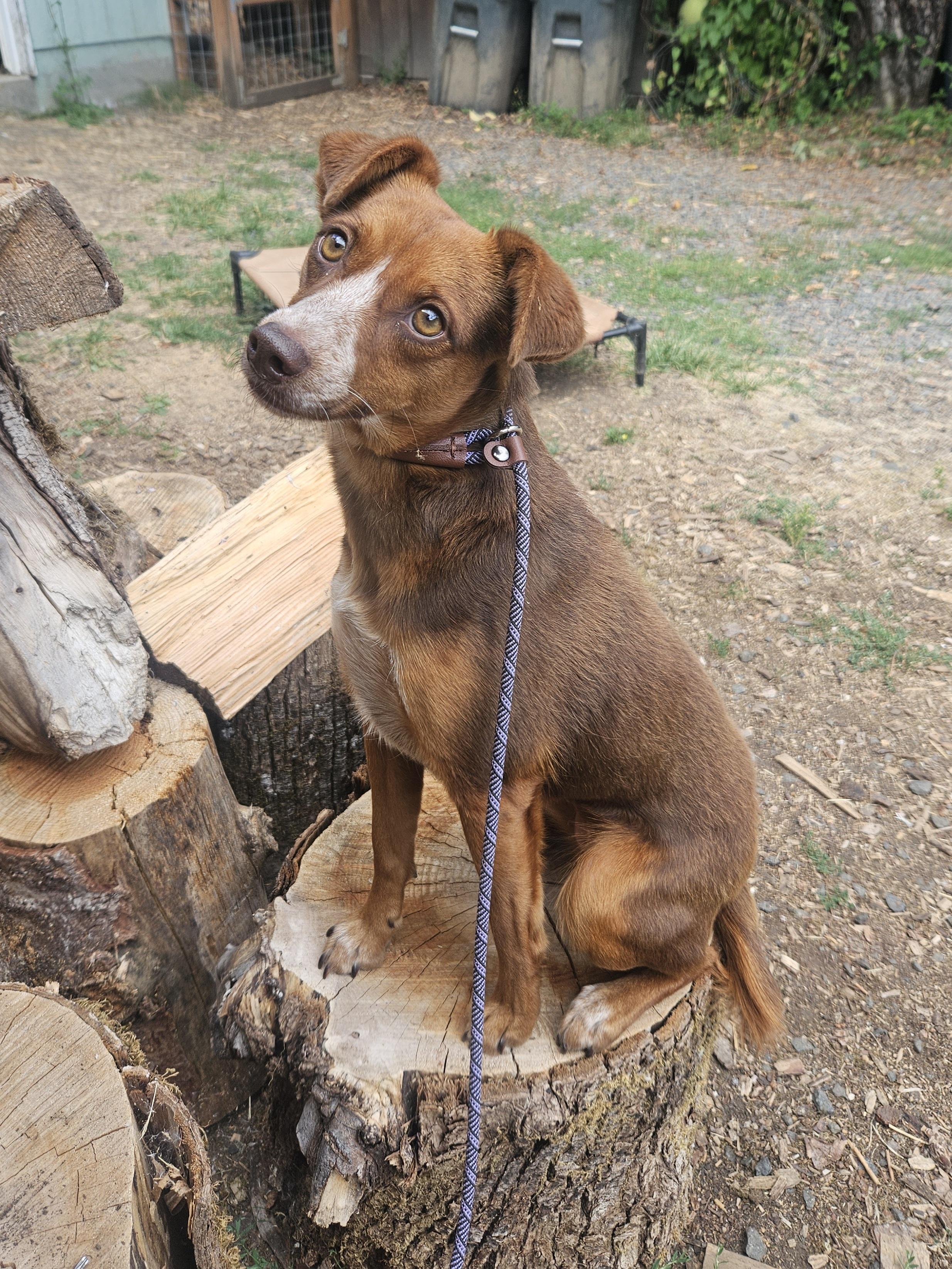Bean, adopted, Young Female Australian Cattle Dog / Blue Heeler & Chihuahua.