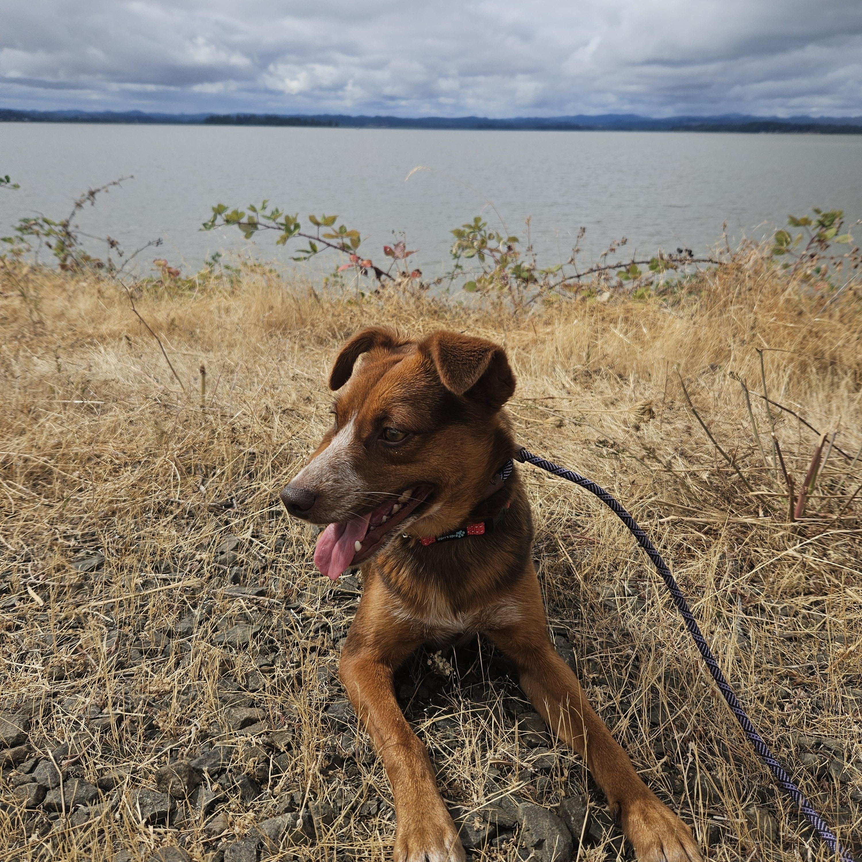 Enlarge Bean, an adopted mixed breed in Junction City, OR image 2/6
