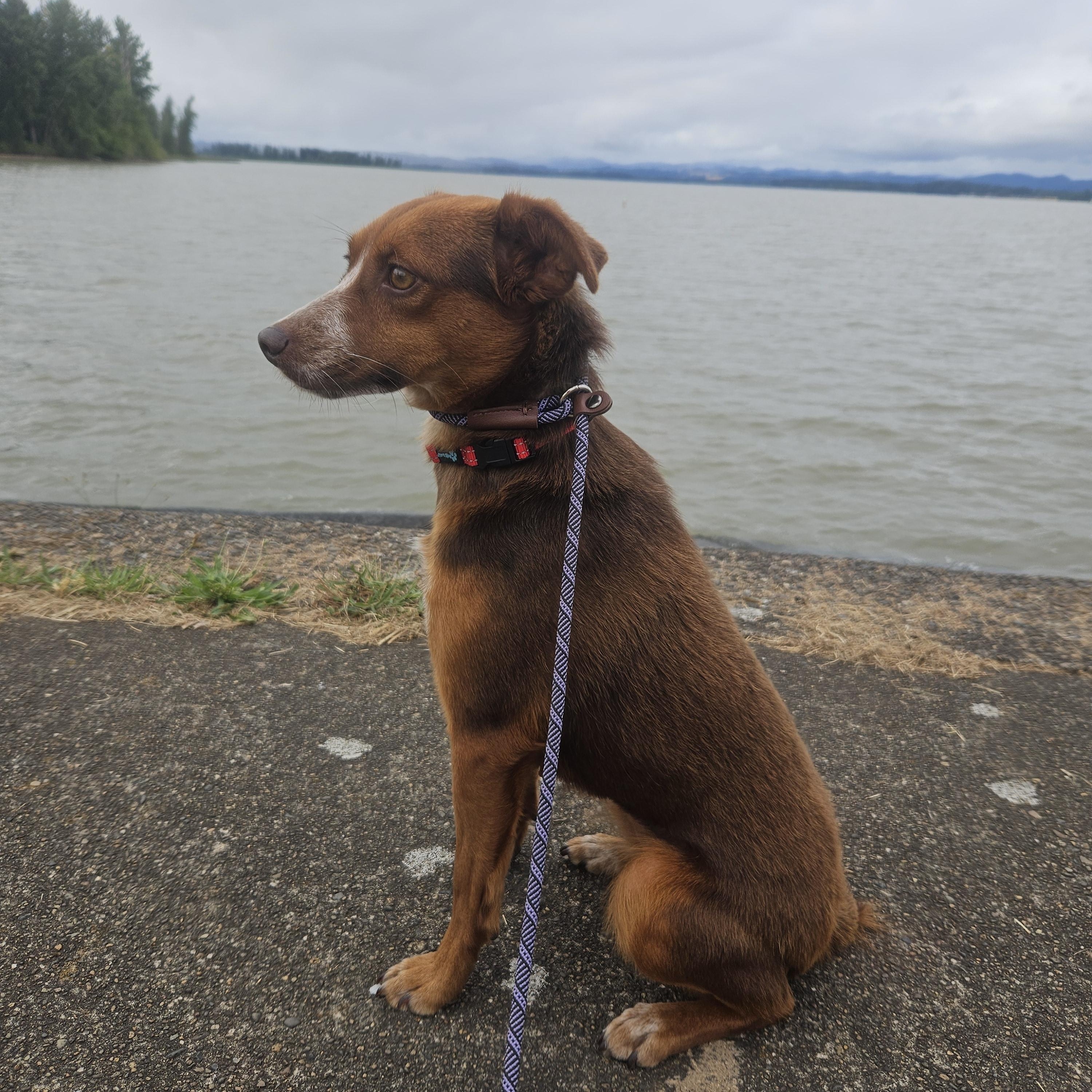 Enlarge Bean, an adopted mixed breed in Junction City, OR image 5/6