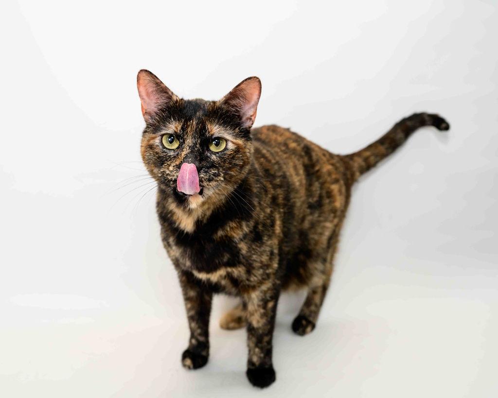 Toodles, a Adoptable mixed breed in Jefferson, LA image 1/6