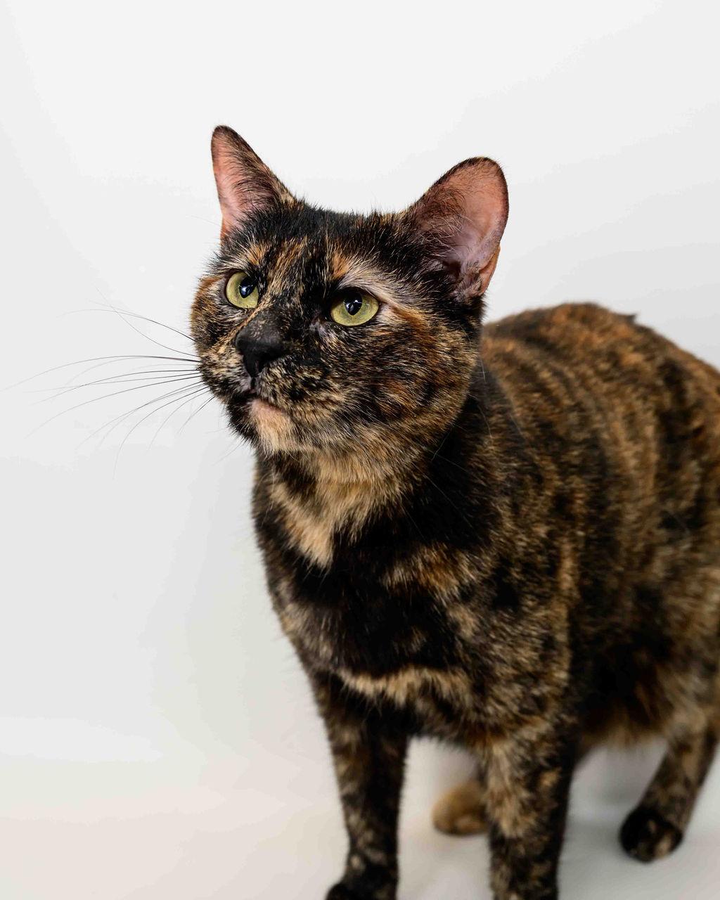 Toodles, a Adoptable mixed breed in Jefferson, LA image 2/6