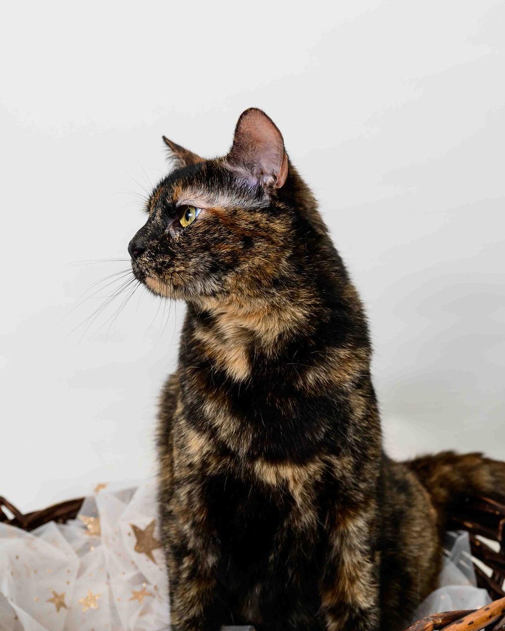 Toodles, a Adoptable mixed breed in Jefferson, LA image 4/6