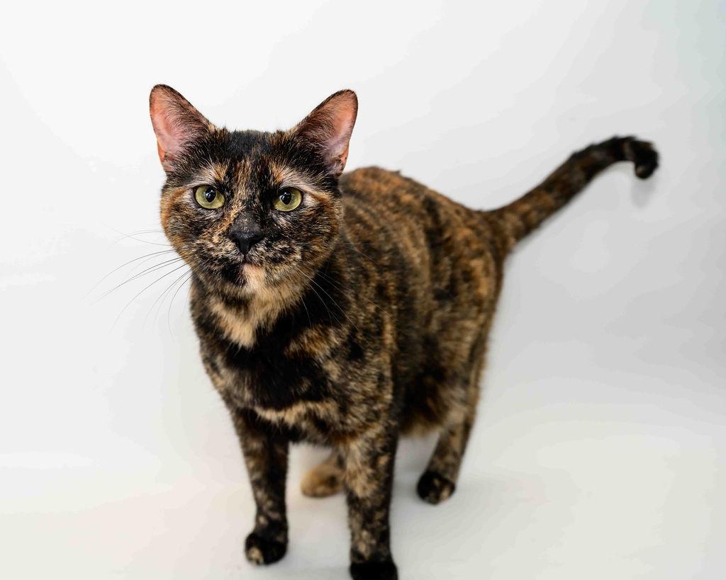 Toodles, a Adoptable mixed breed in Jefferson, LA image 6/6