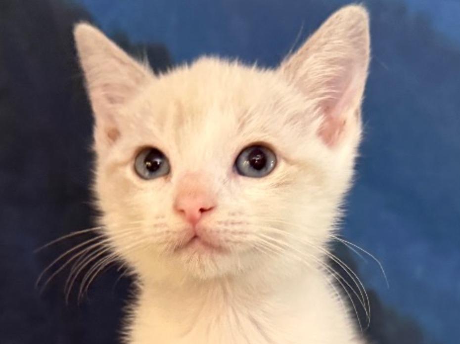 Enlarge Millicent Highway, a Adoptable mixed breed in New Braunfels, TX image 1/5