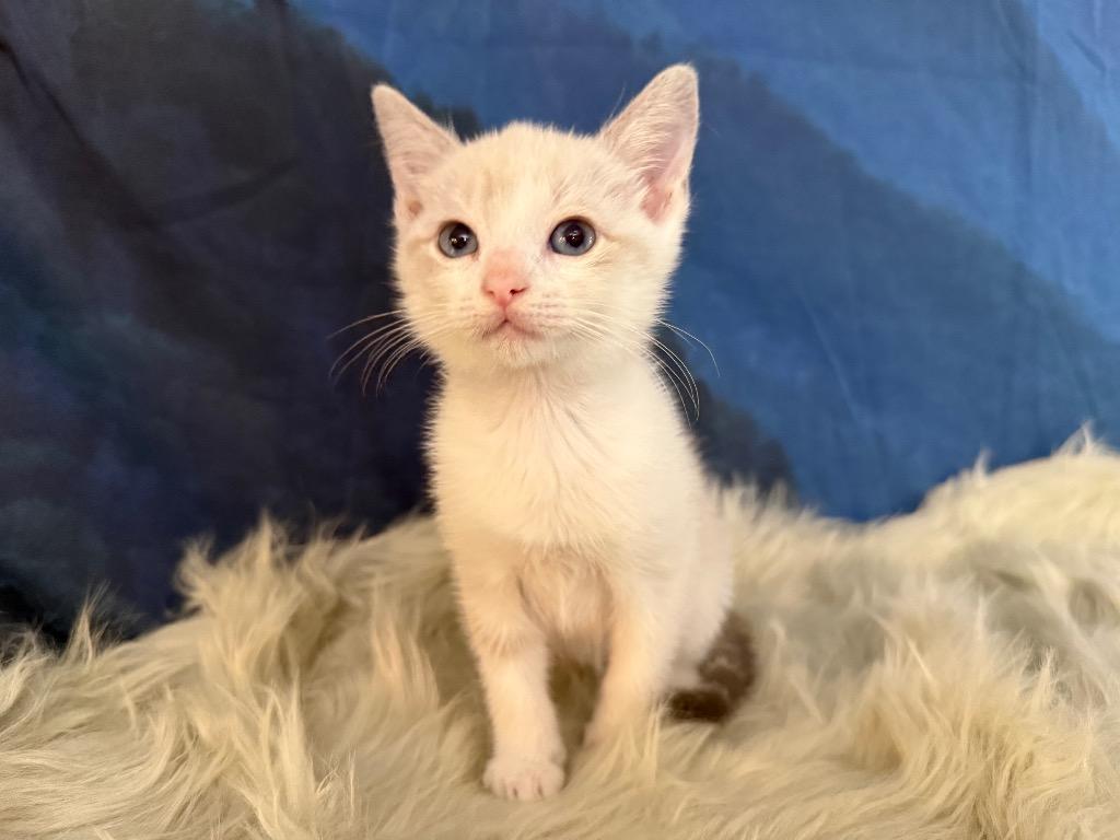 Enlarge Millicent Highway, a Adoptable mixed breed in New Braunfels, TX image 4/5