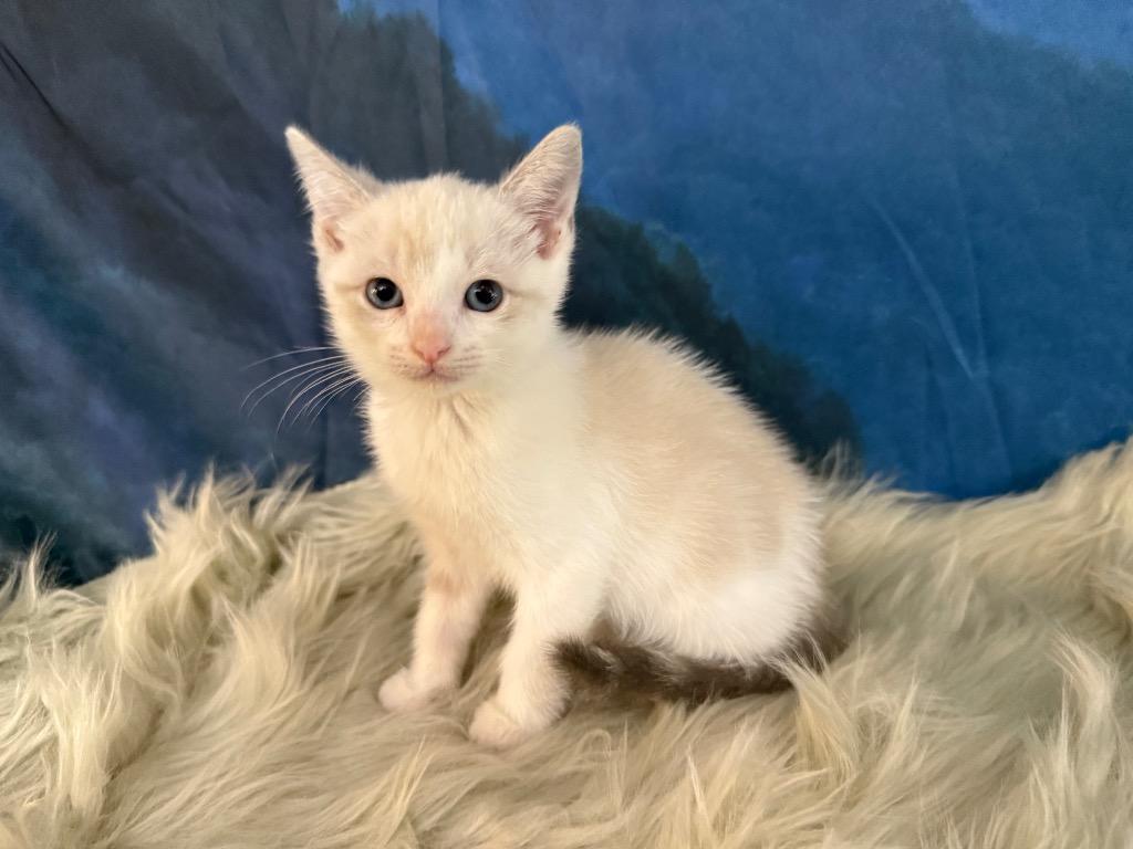 Enlarge Millicent Highway, a Adoptable mixed breed in New Braunfels, TX image 5/5