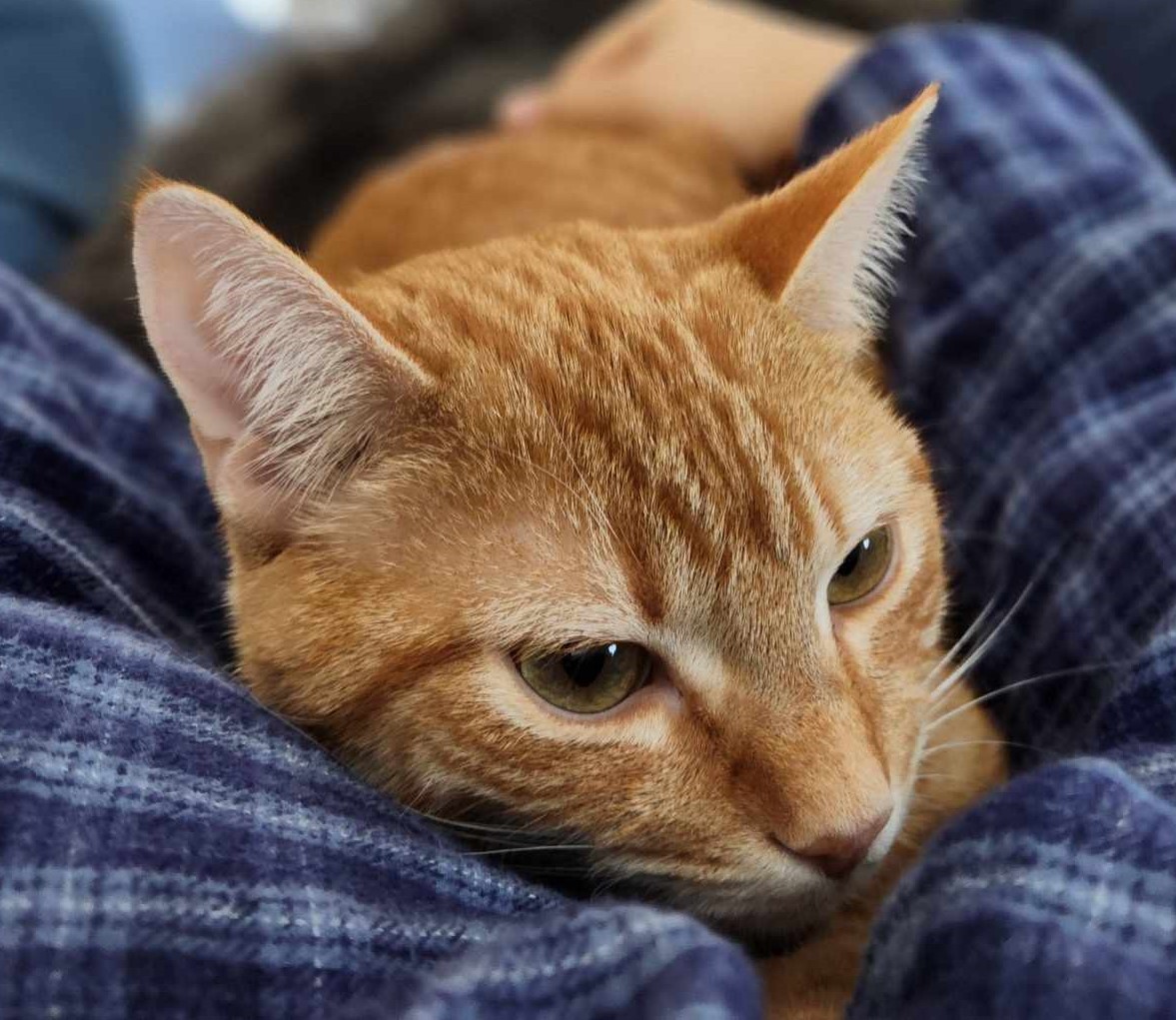 Enlarge Nacho, a Adoptable Domestic Short Hair in Coppell, TX image 1/17
