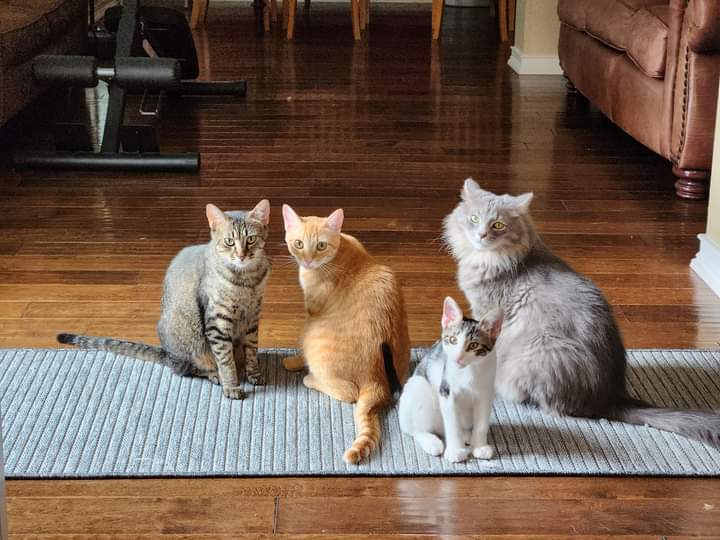 Enlarge Nacho, a Adoptable Domestic Short Hair in Coppell, TX image 16/17