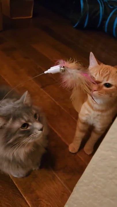 Enlarge Nacho, a Adoptable Domestic Short Hair in Coppell, TX video 15/17