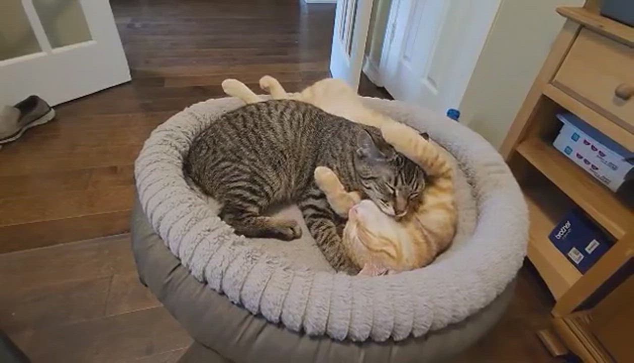 Enlarge Nacho, a Adoptable Domestic Short Hair in Coppell, TX video 17/17