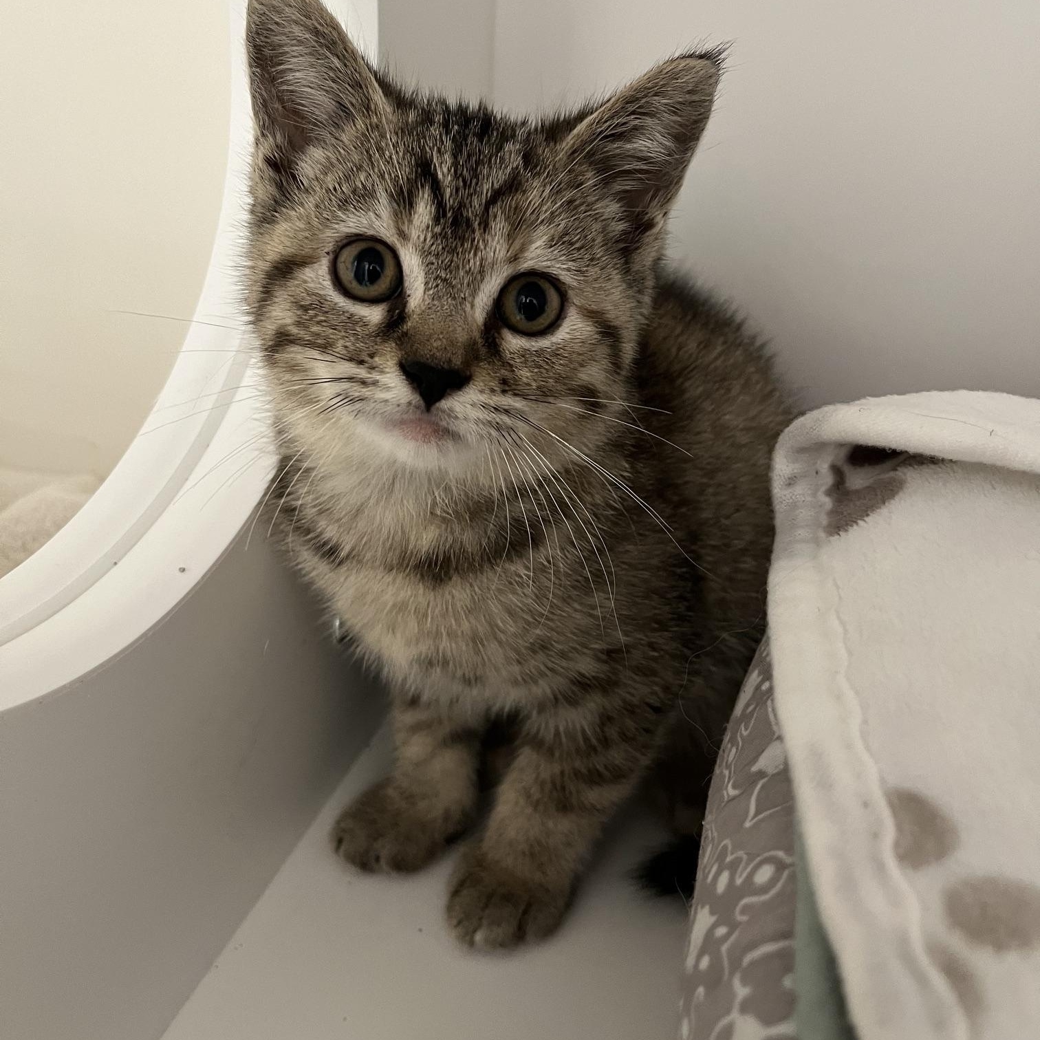Barbie Doll & Polly Pocket, a ADOPTABLE Domestic Short Hair in St Thomas, ON image 2/2