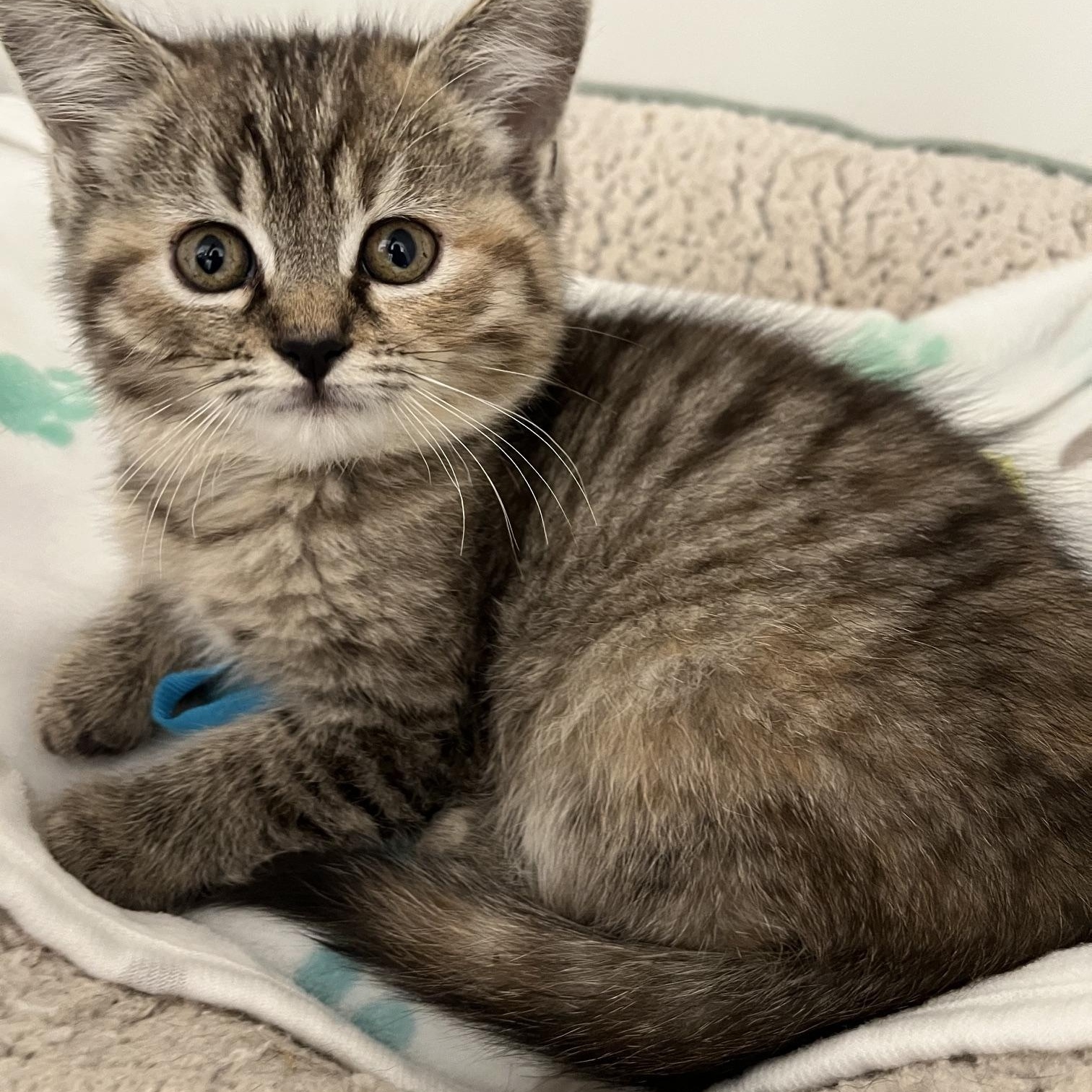 Barbie Doll & Polly Pocket, ADOPTABLE, Kitten Male Domestic Short Hair.
