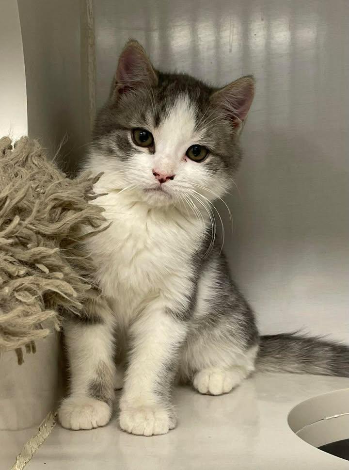 Dubois, Adoptable, Young Male Domestic Short Hair.