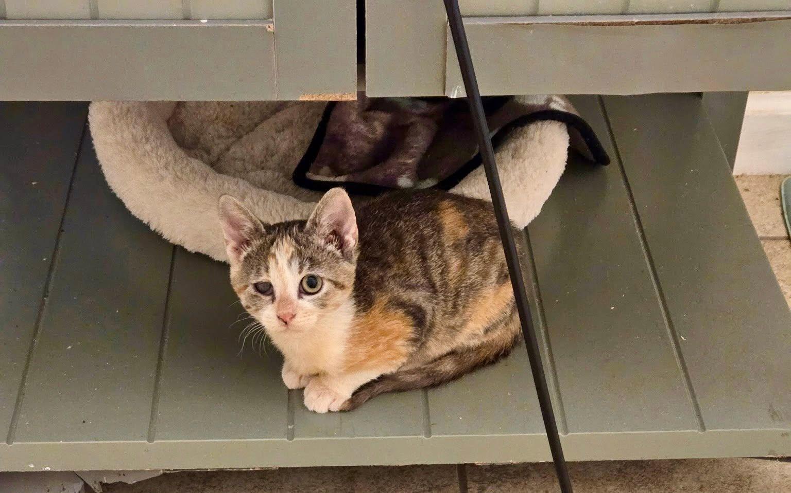 Gizmo, Adoptable, Kitten Female Domestic Short Hair.