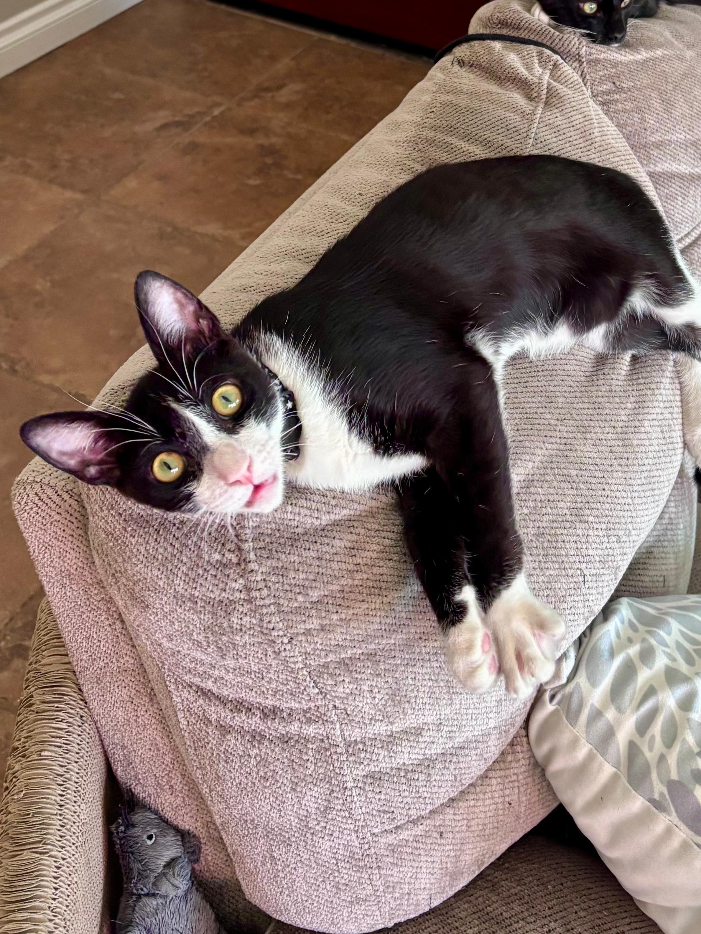 Beluga, an adoptable Tuxedo in San Juan Capistrano, CA image 3/5