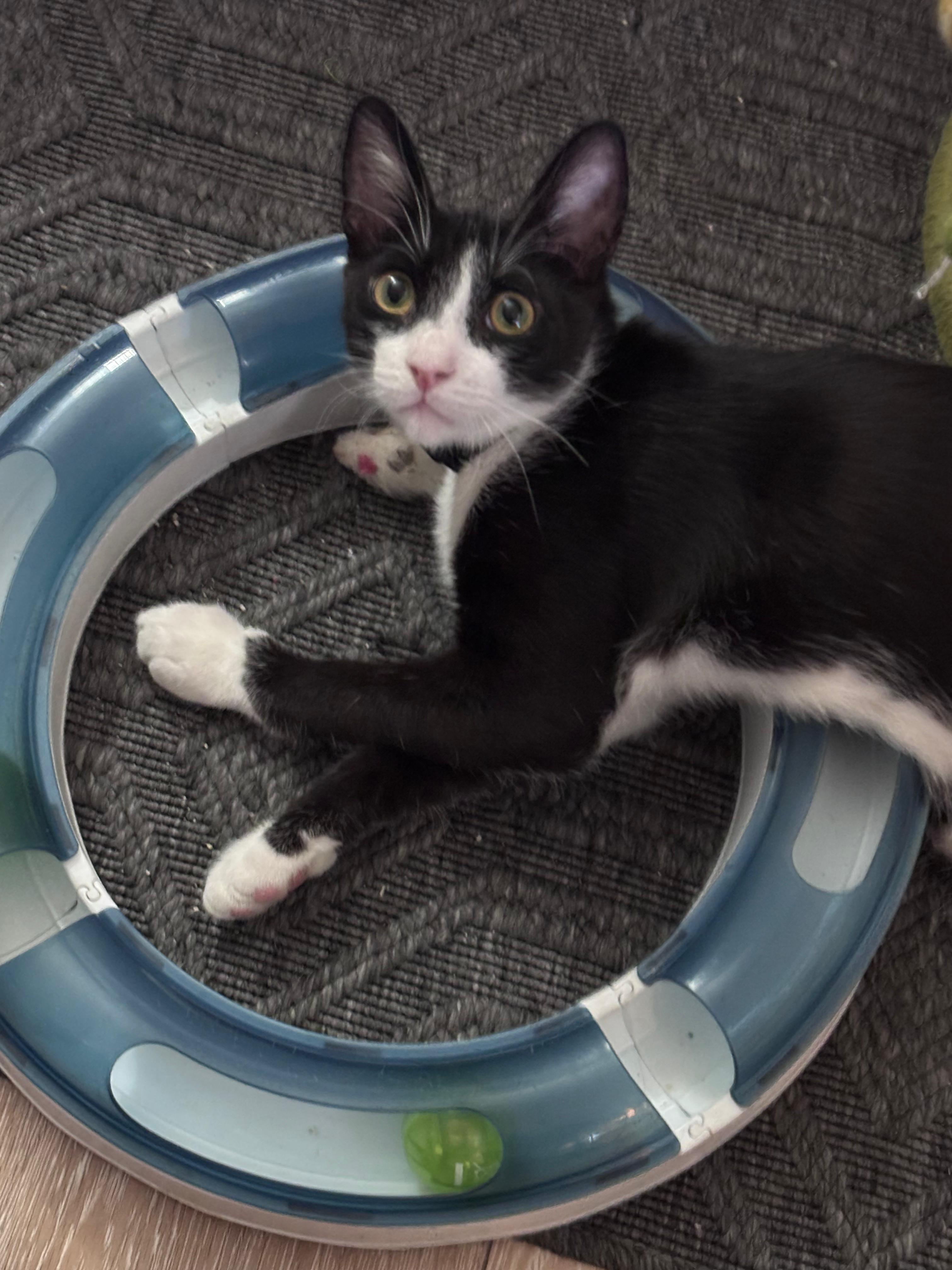 Beluga, an adoptable Tuxedo in San Juan Capistrano, CA image 4/5