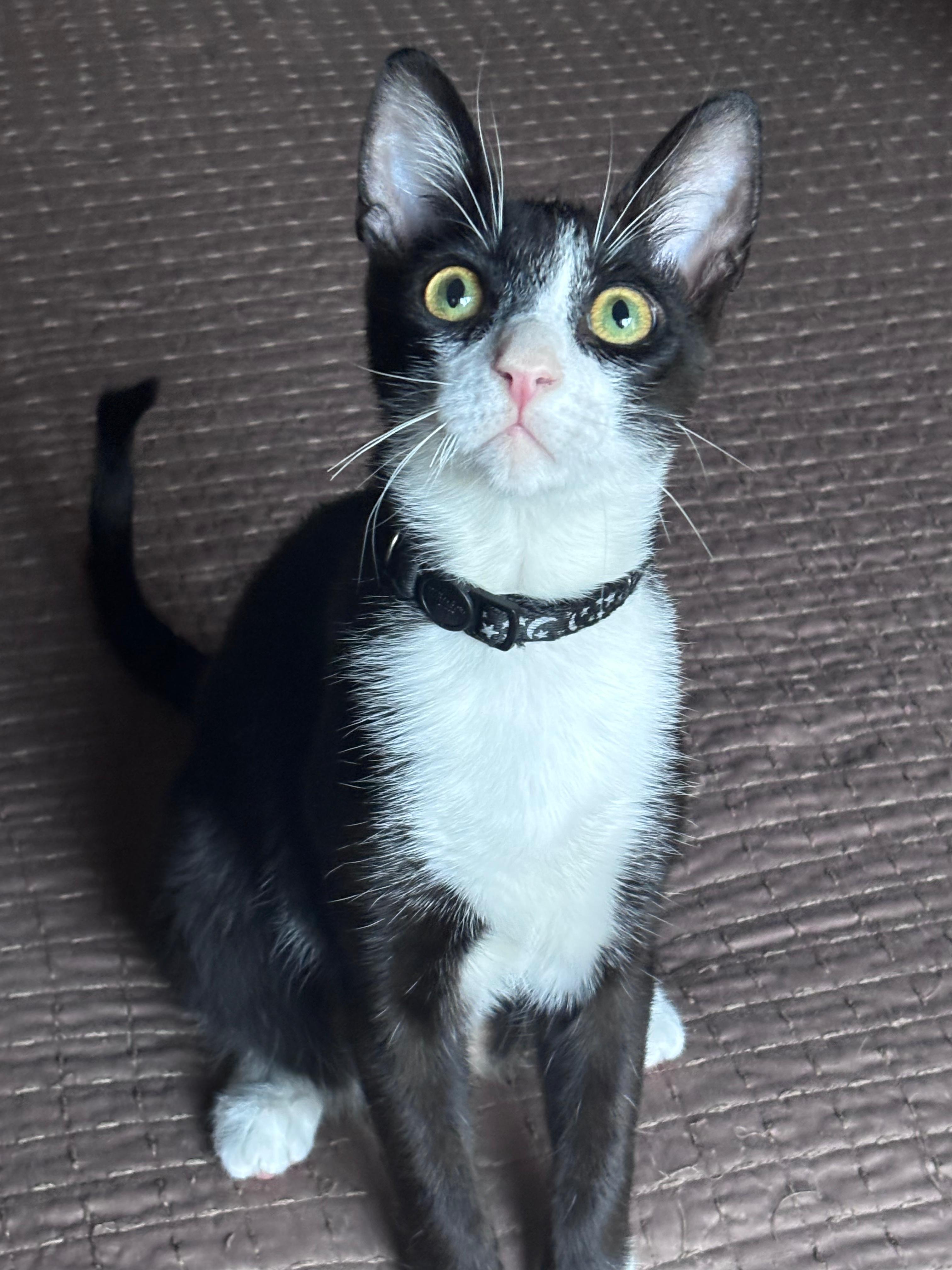 Beluga, adoptable, Young Male Tuxedo.