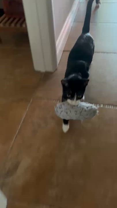 Enlarge Beluga, an adoptable Tuxedo in San Juan Capistrano, CA video 2/5