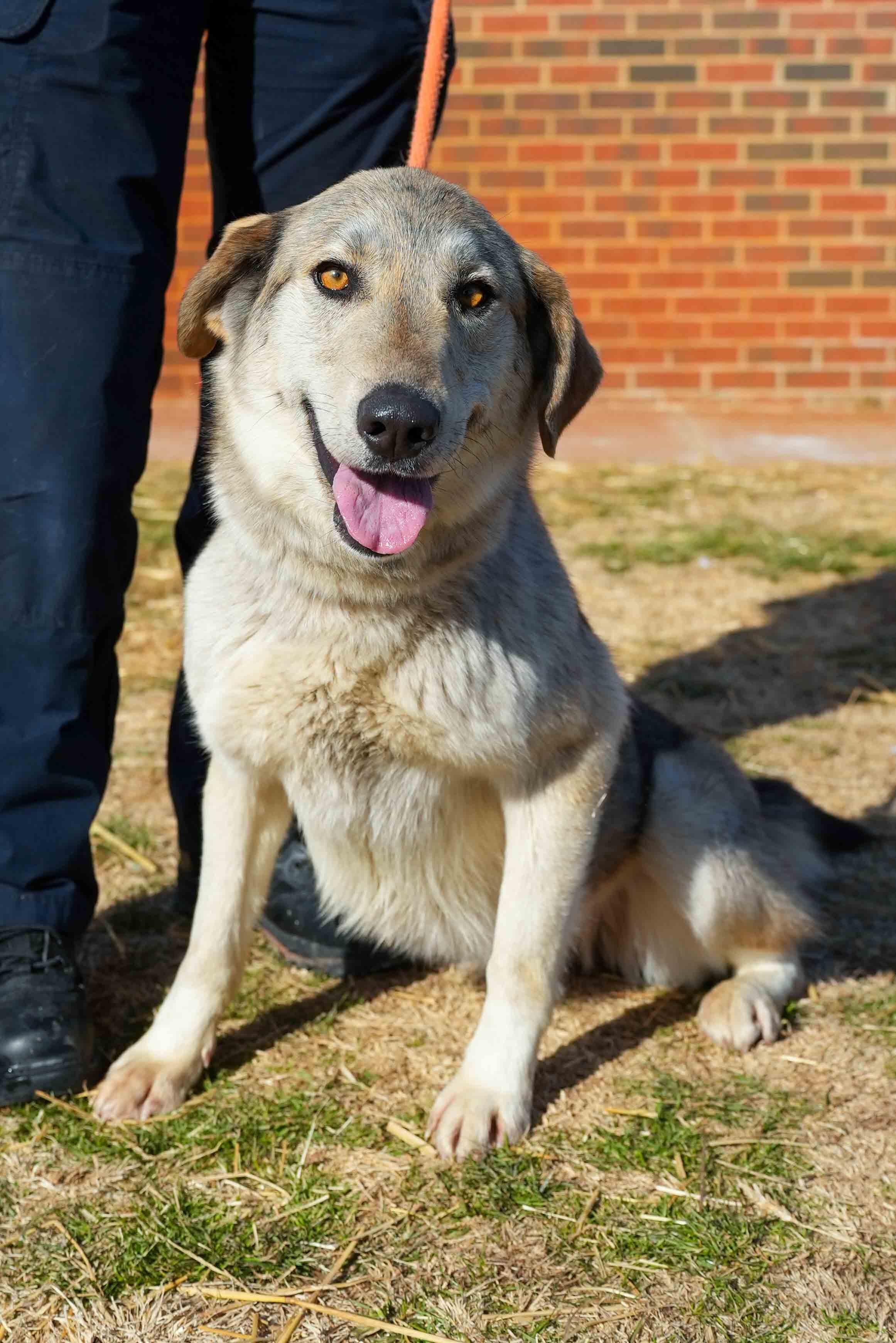 Lauren, ADOPTABLE, Adult Female Shepherd.