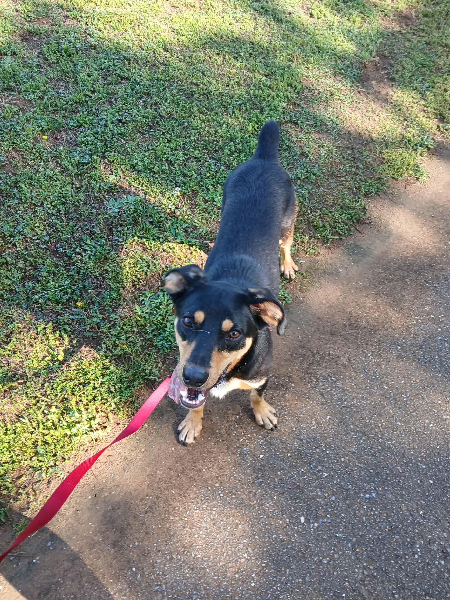 Enlarge Stumpy, a ADOPTABLE mixed breed in Harrison, AR image 2/2