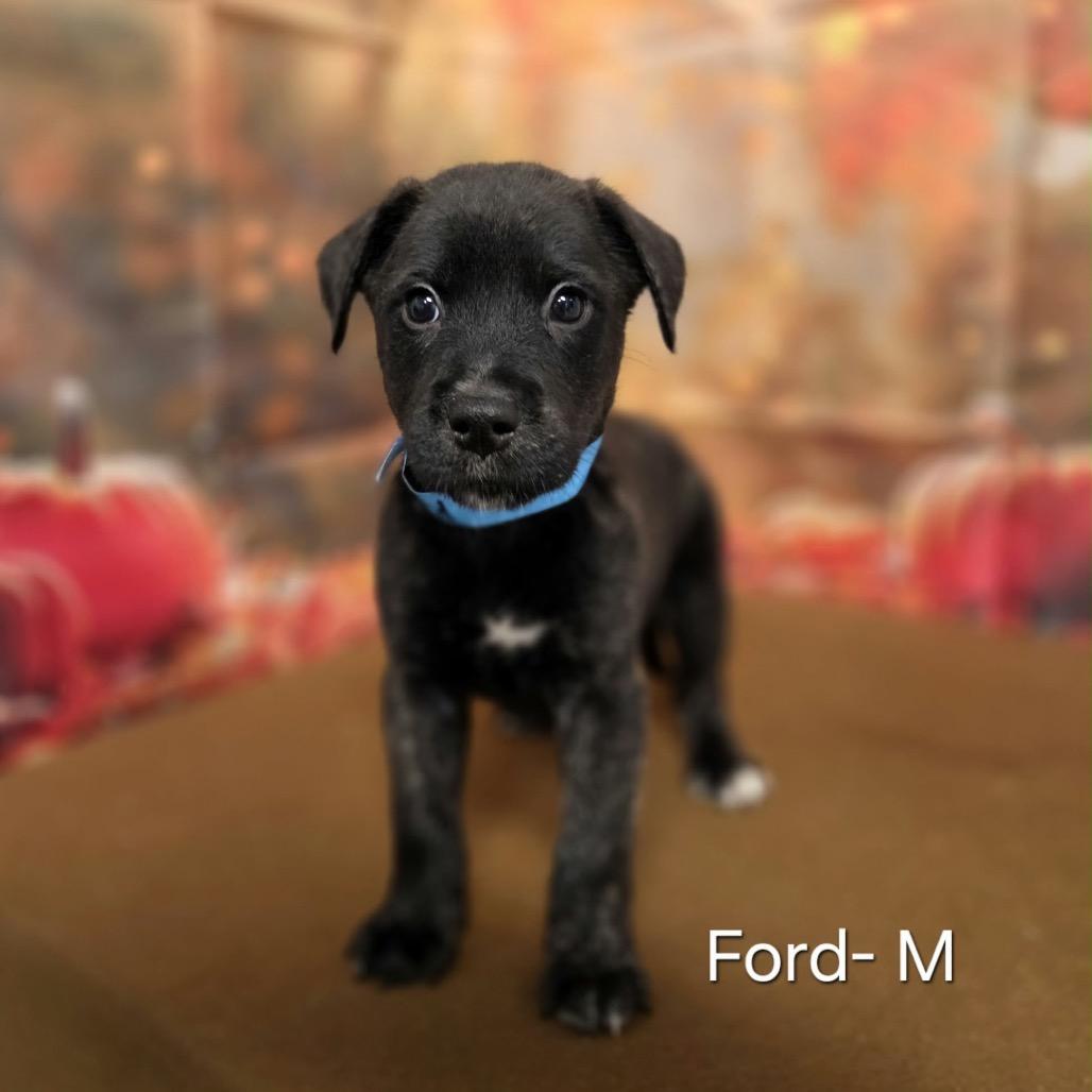 Ford photo