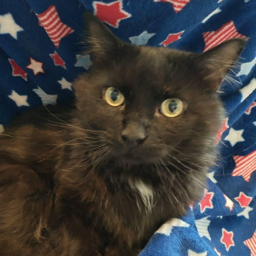 Enlarge SHABOOZEY, a Adopted mixed breed in Wolcott, VT image 1/2