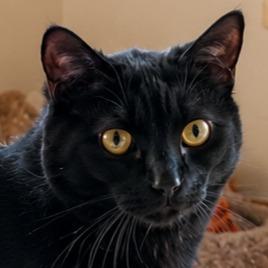 Dotty - Adopt Me!, Adoptable, Adult Female Domestic Short Hair.