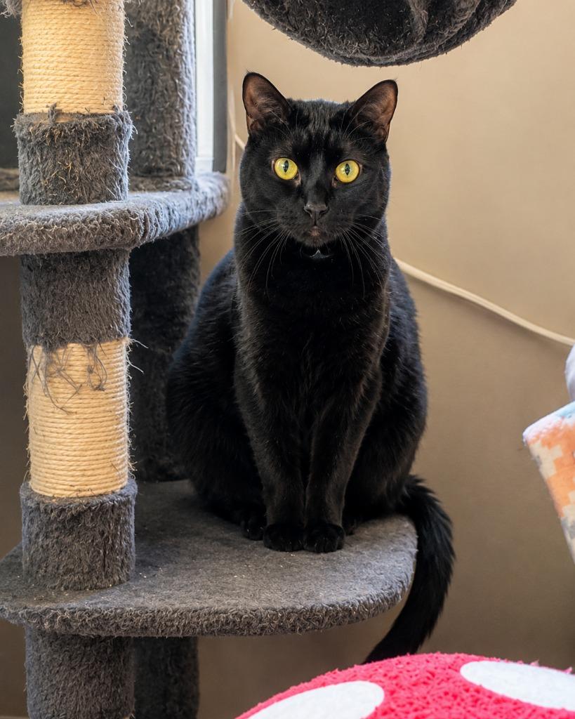 Enlarge Dotty - Adopt Me!, a Adoptable mixed breed in Lake Forest, CA image 4/5