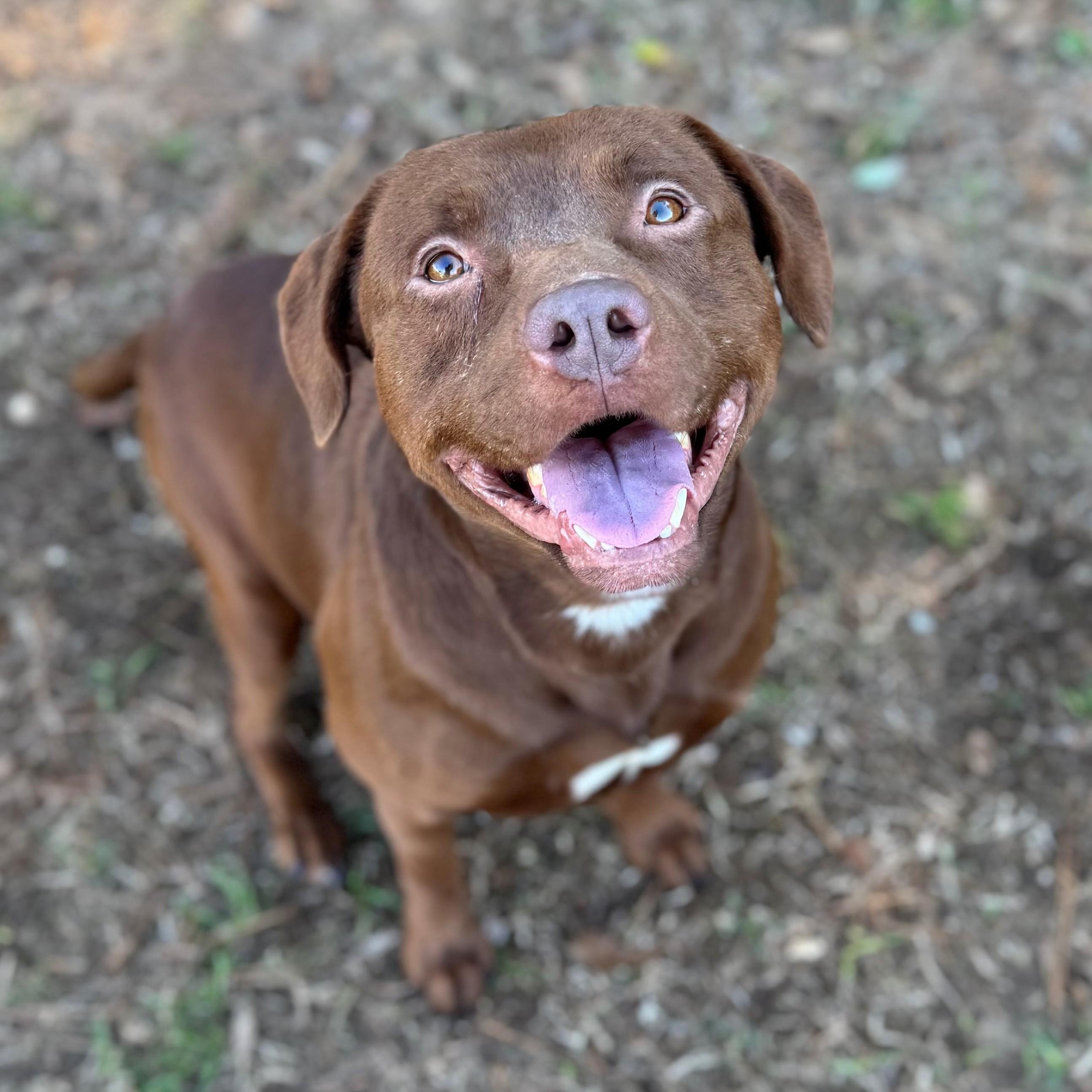 Sean, ADOPTABLE, Adult Male Mixed Breed.