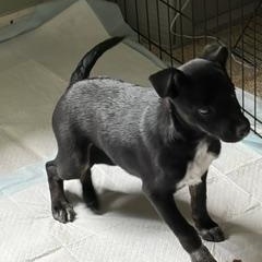 Enlarge Jason, a ADOPTABLE mixed breed in Stuarts Draft, VA image 2/2