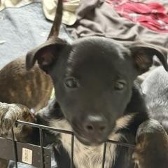 Jason, ADOPTABLE, Puppy Male Chihuahua.