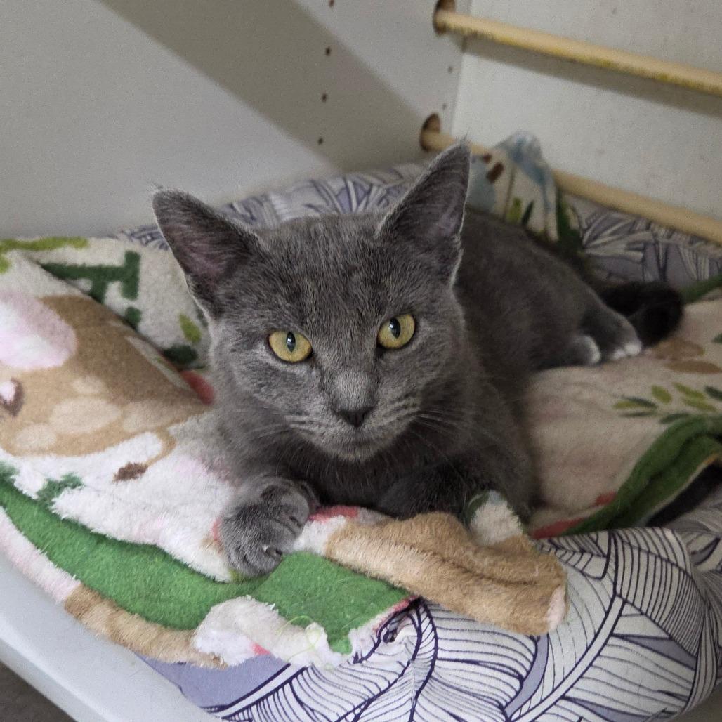 Enlarge Ellen, a Adoptable Domestic Short Hair in Pontiac, IL image 1/6
